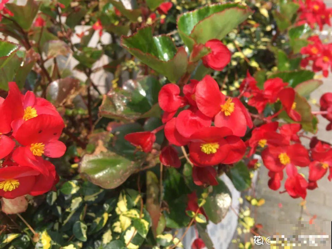 入秋一盆水,休眠的花“醒了”,猛长大花苞 入秋一盆水,休眠的花“醒了”,猛长大花苞