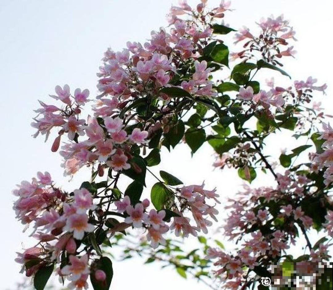 7种花养在家,可爱又个性,开花像小动物 7种花养在家,可爱又个性,开花像小动物