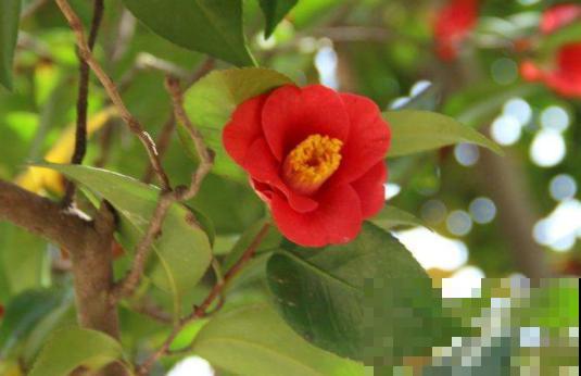 1种花特耐寒,冰天雪地也开花,颜色热闹火红 1种花特耐寒,冰天雪地也开花,颜色热闹火红