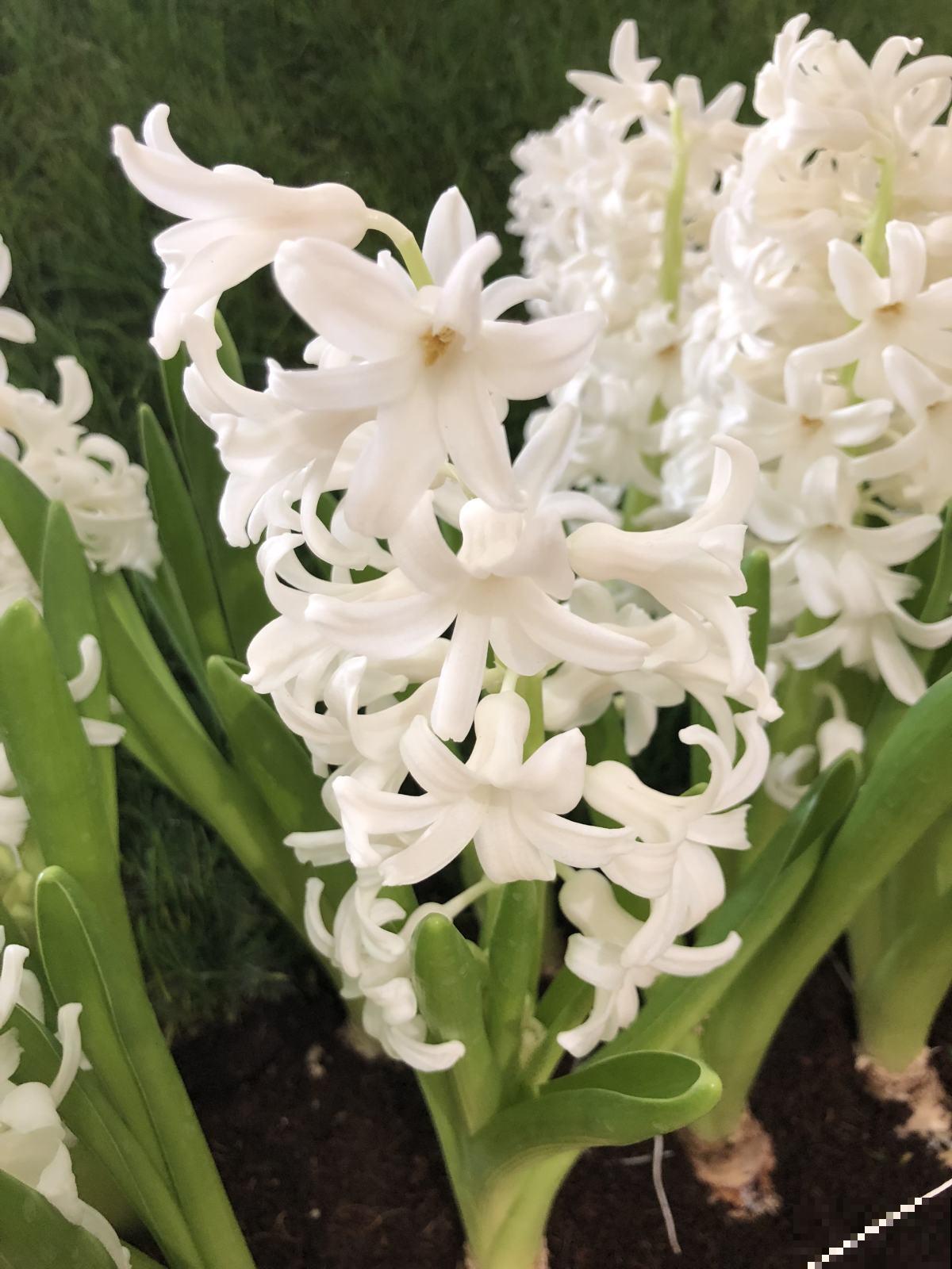 现在养5种“耐寒花”，冬天也能养，不耽误开花