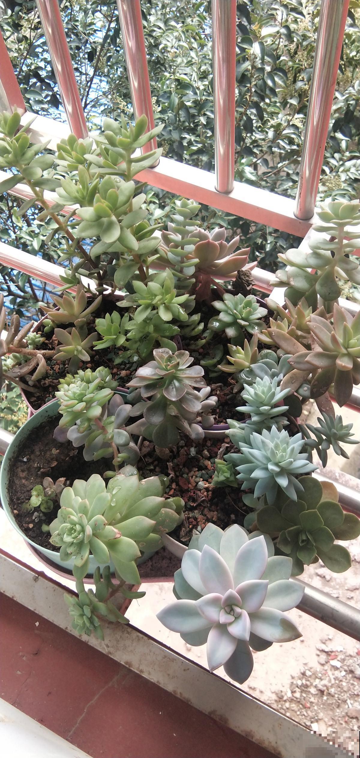 冬天对多肉来说,就是“渡劫”,4个方法教你安稳渡过 冬天对多肉来说,就是“渡劫”,4个方法教你安稳渡过