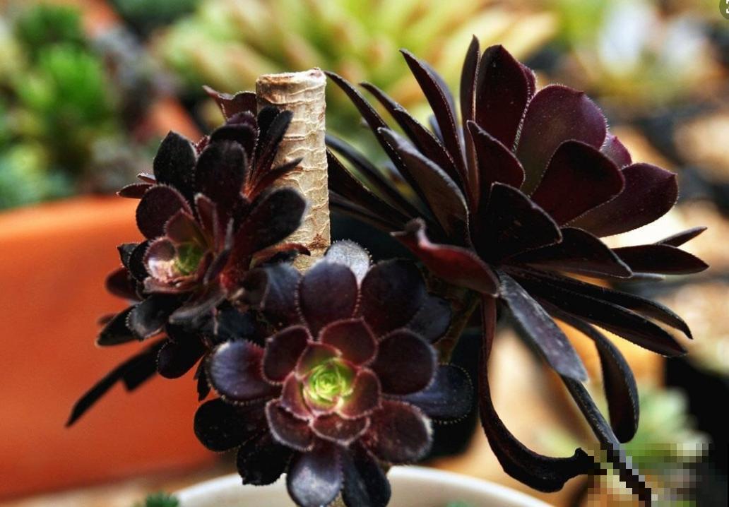 4种可以变成“老桩”的多肉，适合新手养，轻松就能变“老桩”