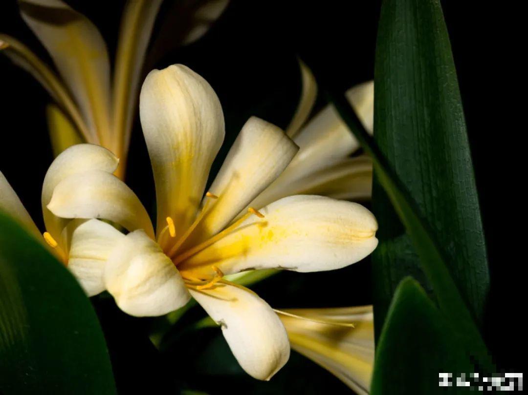 15年的君子兰，今天终于奇迹开花，开花技巧都给你！