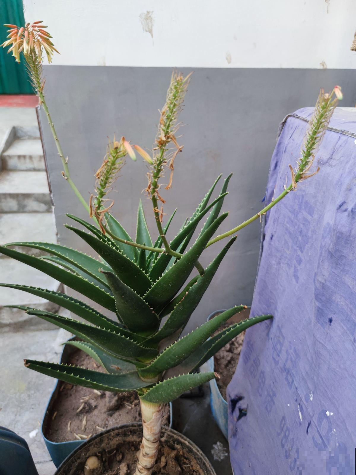 3种植物不轻易开花，一旦开花有“好兆头”，你见过几种？