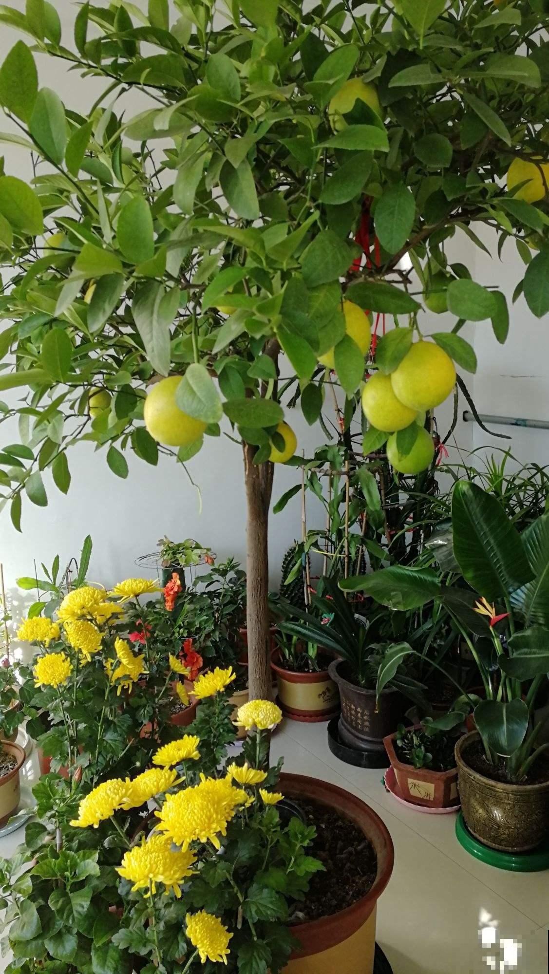 屋里养棵柠檬盆栽,清香满屋还能杀菌,养人养身心 屋里养棵柠檬盆栽,清香满屋还能杀菌,养人养身心