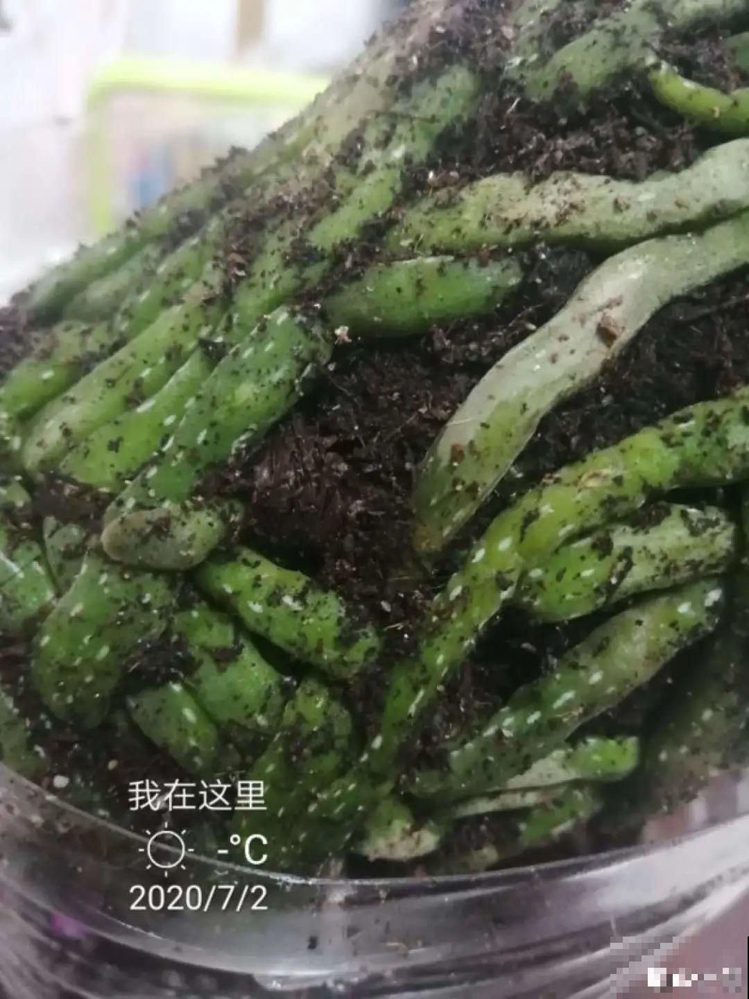 10种旺运花，一个月内要涨价，现在赶紧买