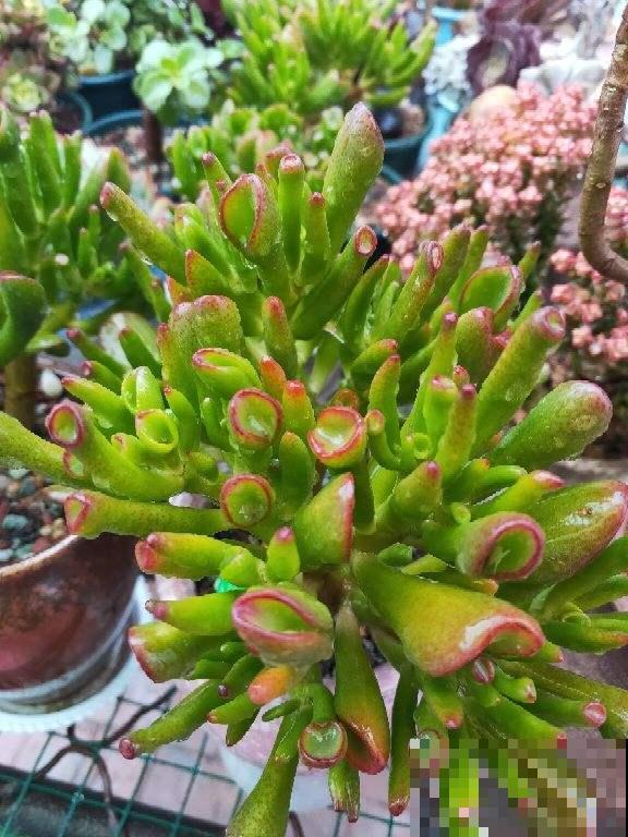 家里养的筒叶花月，还有“吸财”好兆头，养1盆真的不够