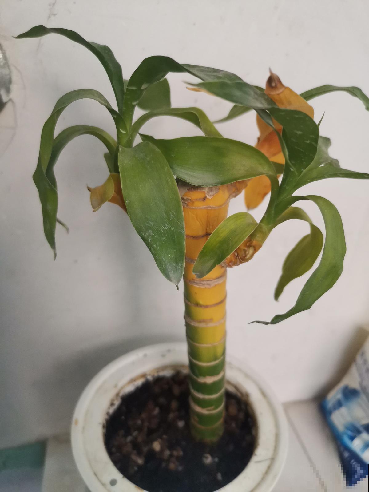 适合电视墙的4种花，好养还“招财，绿油油的有生机