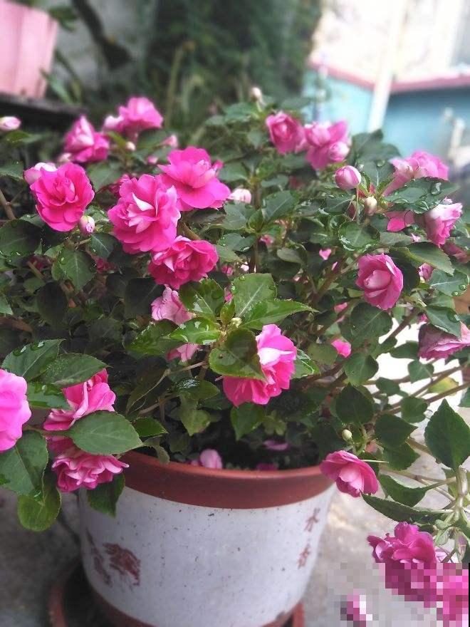 适合养在东阳台的6种花，光照不好也能开花，小阳台变花海