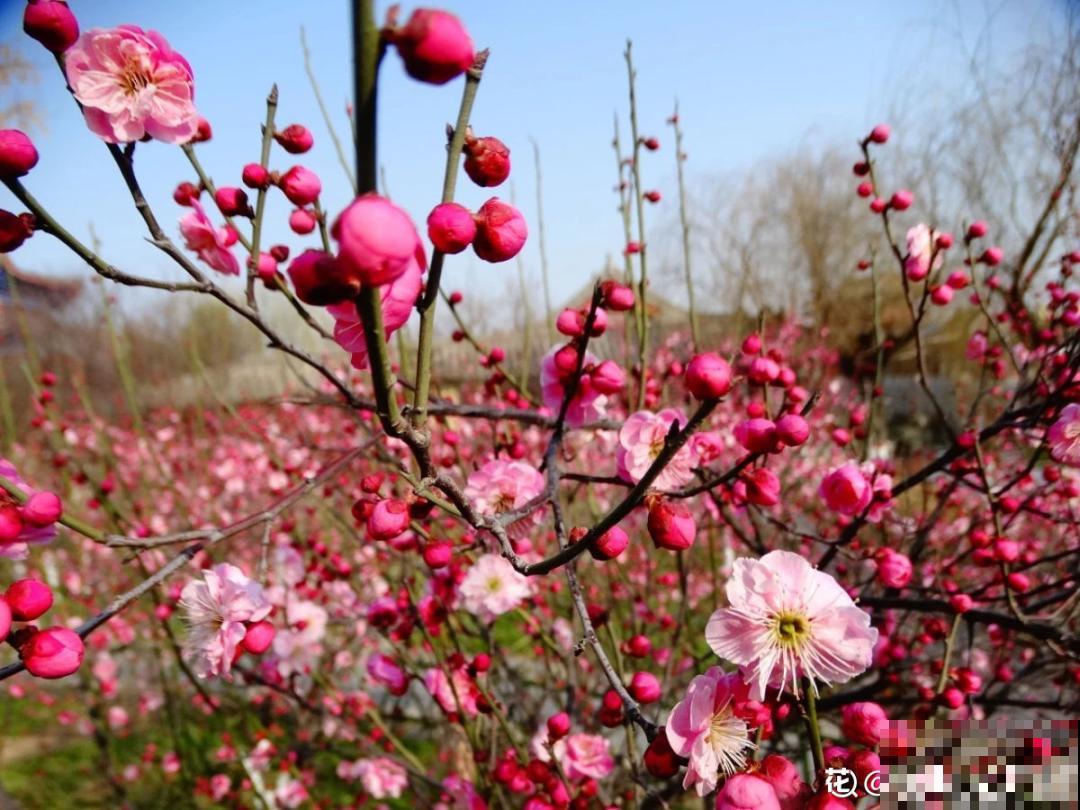 不怕冷的喜庆花,-15度依然开,满树繁花! 不怕冷的喜庆花,-15度依然开,满树繁花!