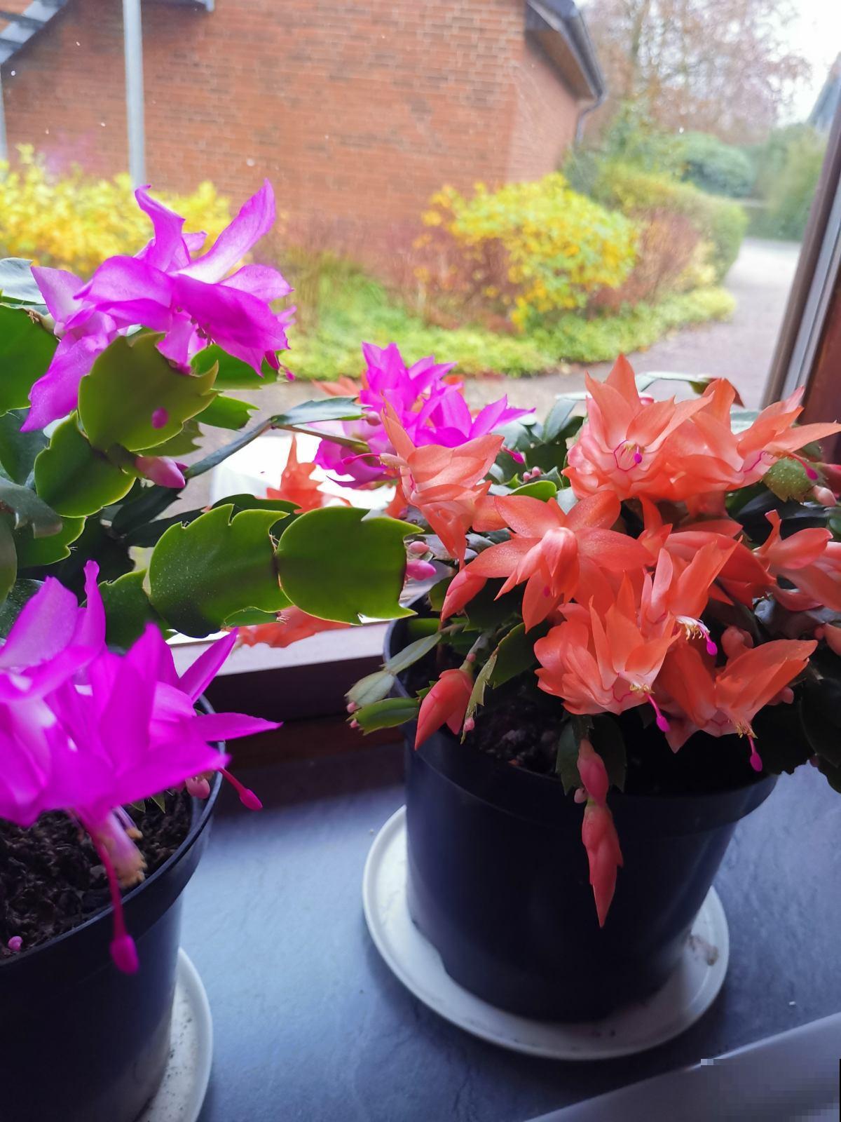 蟹爪兰叶子软乎乎，记住“5怕”，避开后叶子硬如铁