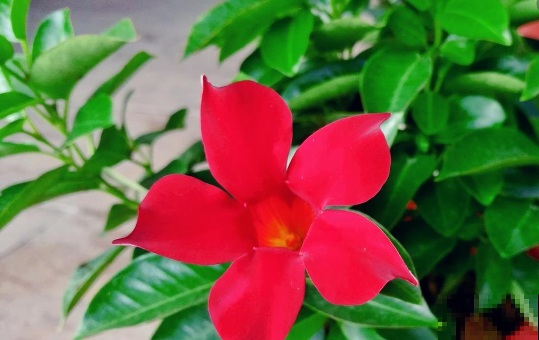 爱“攀爬”的4种花,开花节节高,家里也能变花园 爱“攀爬”的4种花,开花节节高,家里也能变花园