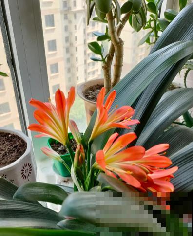 冬天养君子兰,要给它加点“零食”,叶子油亮开花爆盆 冬天养君子兰,要给它加点“零食”,叶子油亮开花爆盆