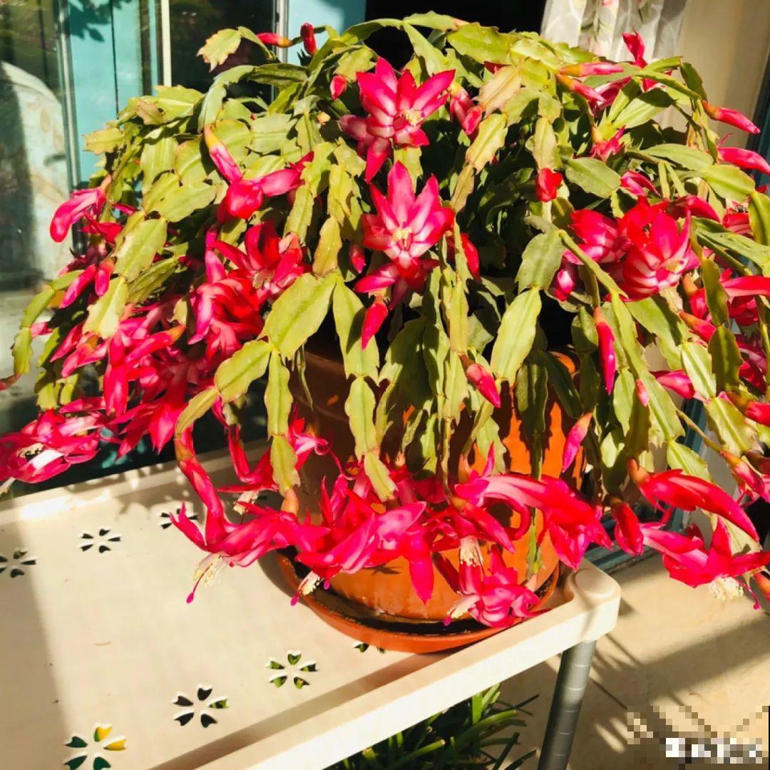 7种花养在家,可爱又个性,开花像小动物 7种花养在家,可爱又个性,开花像小动物