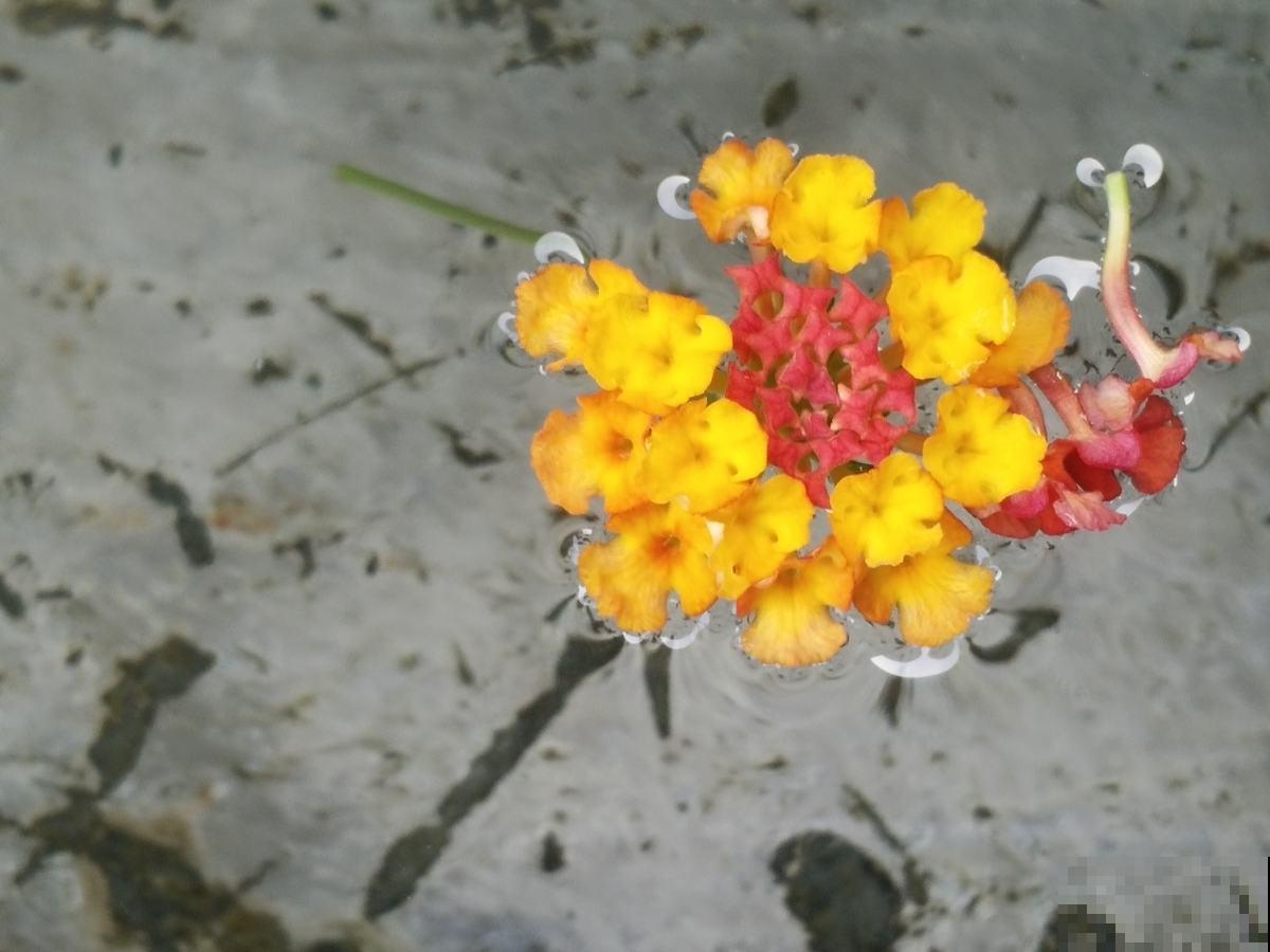 五色梅四季开花,要是谁还能把它养死,那可能不太适合养花 五色梅四季开花,要是谁还能把它养死,那可能不太适合养花