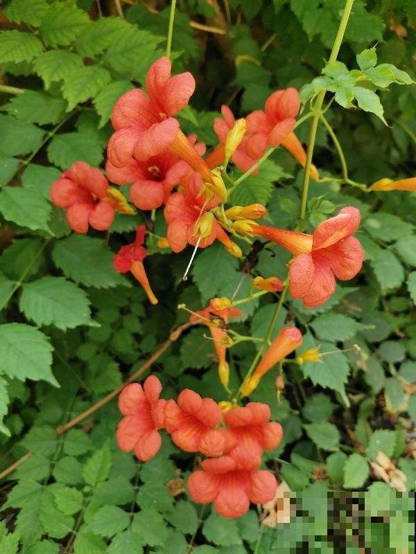 能“上房揭瓦”的凌霄花,种在篱笆上后悔了,邻居都要来投诉 能“上房揭瓦”的凌霄花,种在篱笆上后悔了,邻居都要来投诉