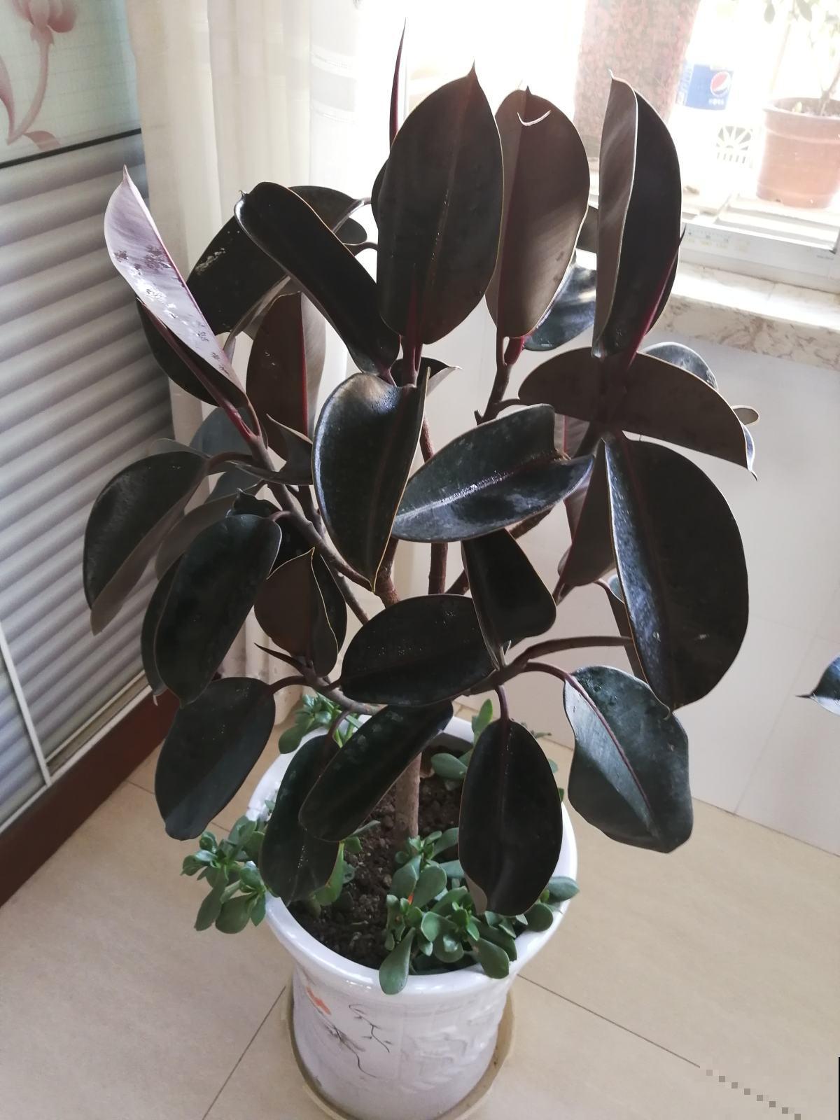 家里养一盆橡皮树,旺财又旺运,最适合放在室内养护 家里养一盆橡皮树,旺财又旺运,最适合放在室内养护