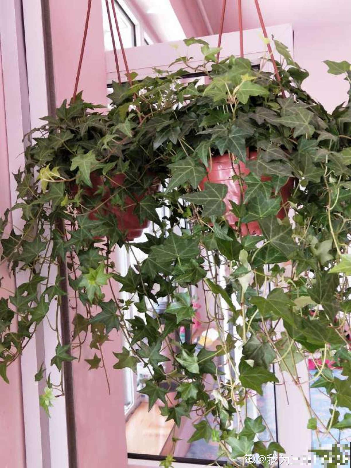 家有小孩和宠物,不要养这8种花,食用了得马上去医院 家有小孩和宠物,不要养这8种花,食用了得马上去医院