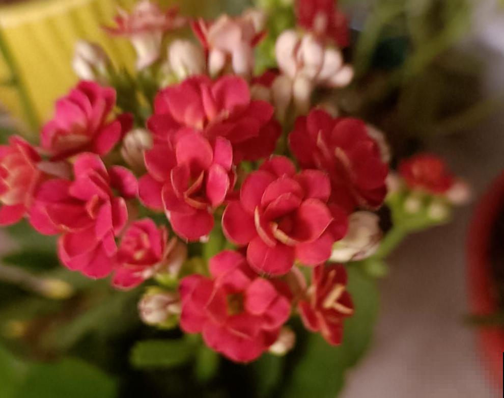 农村大娘养的长寿花,开花开到爆,满盆开花不见叶 农村大娘养的长寿花,开花开到爆,满盆开花不见叶