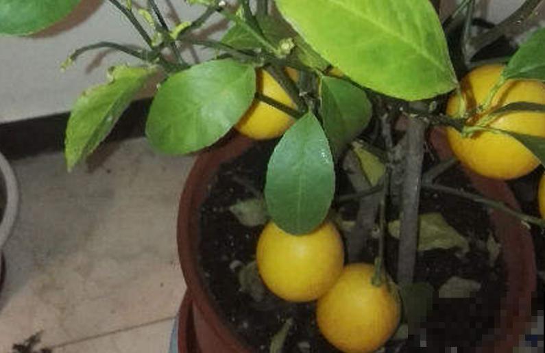 人养花三年,花养人一生,45年中医爱养的花,堪称植物“小药箱” 人养花三年,花养人一生,45年中医爱养的花,堪称植物“小药箱”