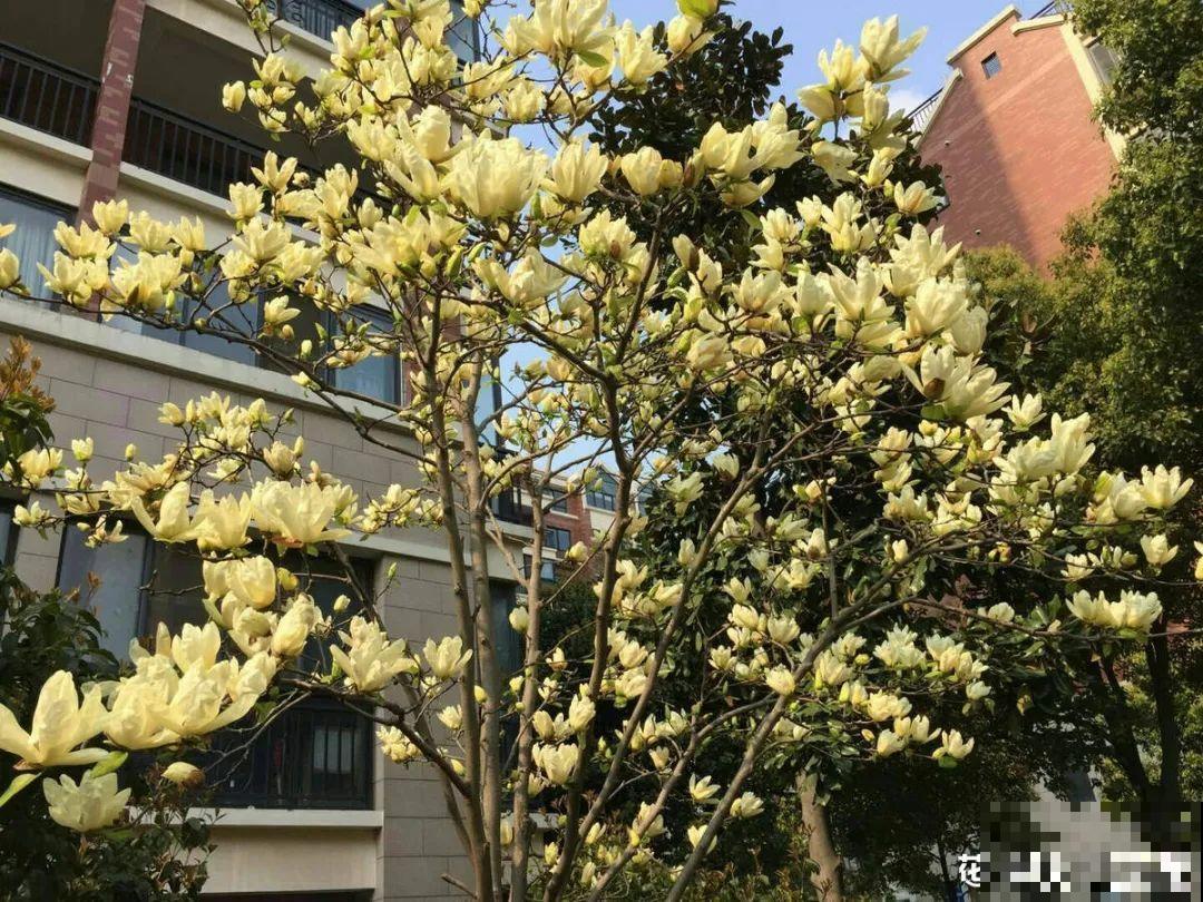 家门口种棵“吉祥花”，满树都开花，还有“镇宅”好兆头