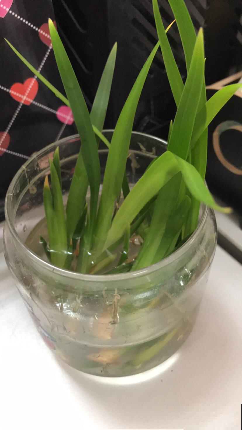 花开前丑的像草,开花后美不胜收,这5种花你见过吗 花开前丑的像草,开花后美不胜收,这5种花你见过吗