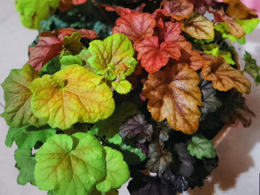 适合秋天养的12种花,耐阴又耐寒,秋冬长得更精神 适合秋天养的12种花,耐阴又耐寒,秋冬长得更精神