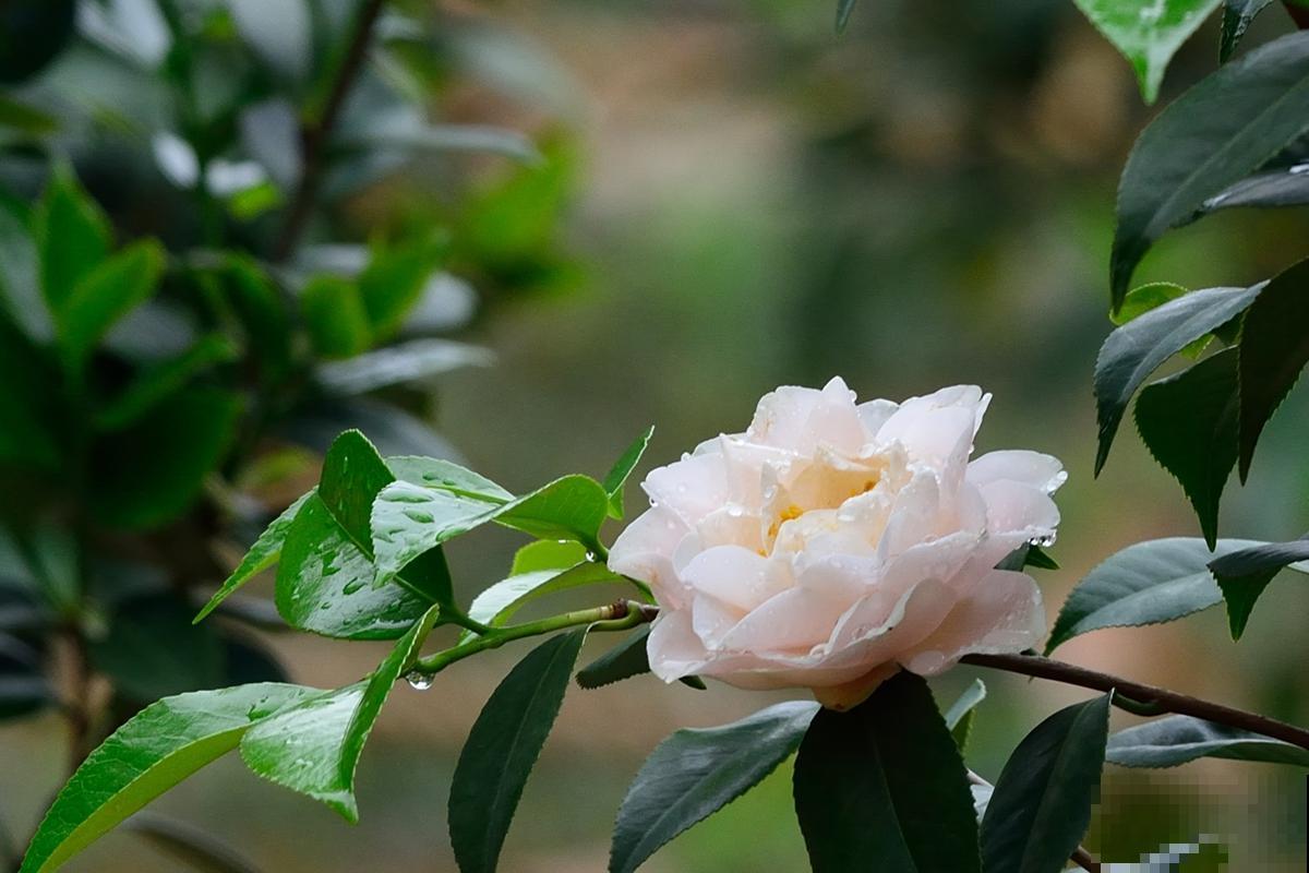 5种植物越养越枯，老手都养不活，再好看也慎养