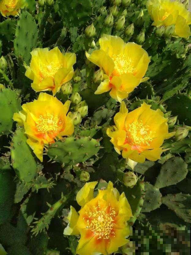 养花也能养成“小金库”，养好了也能值上百万，身价高攀不起了