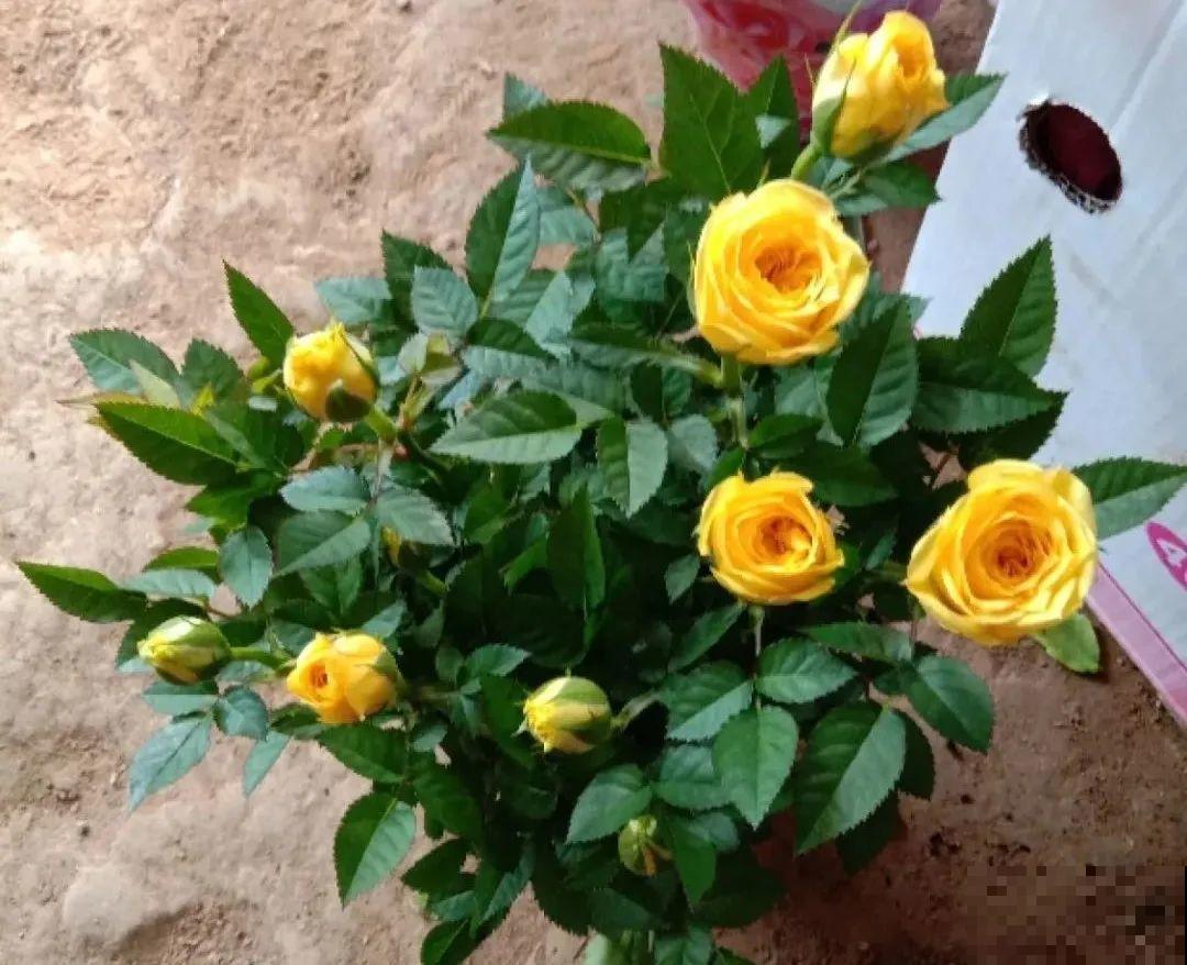 8种花，年年买，年年养死，今年可别当冤大头