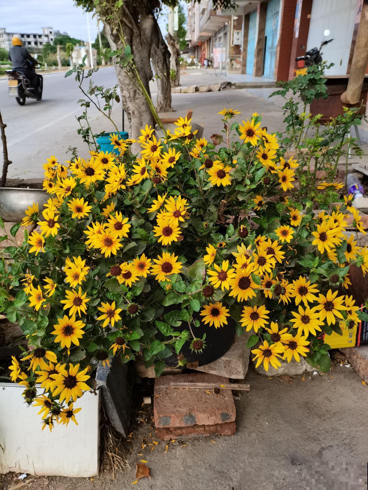 花卉届的“开花机器”，容易养护易打理，简简单单开爆盆