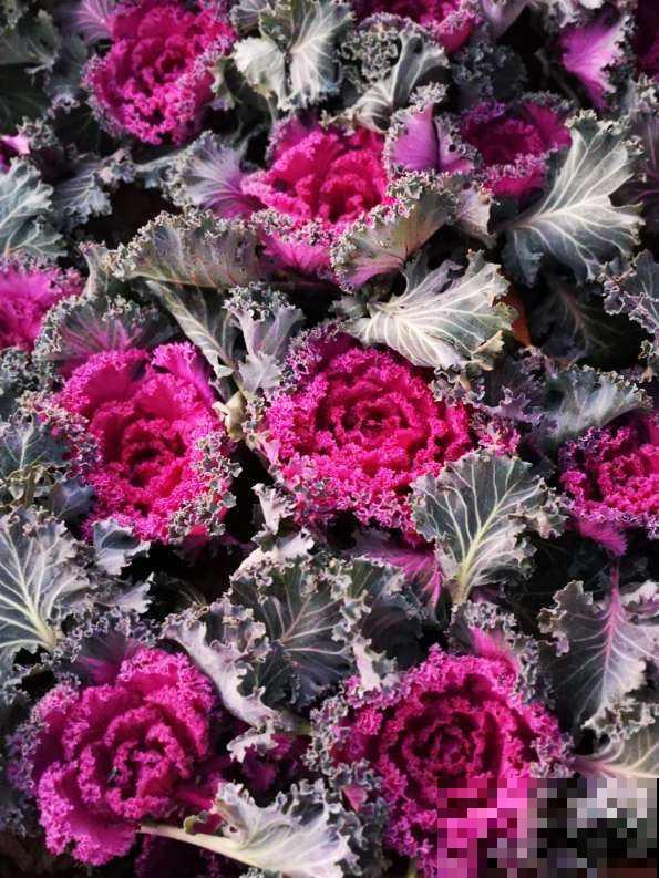 4种花摇身一变超美“老桩”，精致又贵气，价格翻一倍