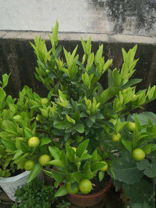 快过年了，家里养盆金灿灿的桔子树，吉祥又喜庆