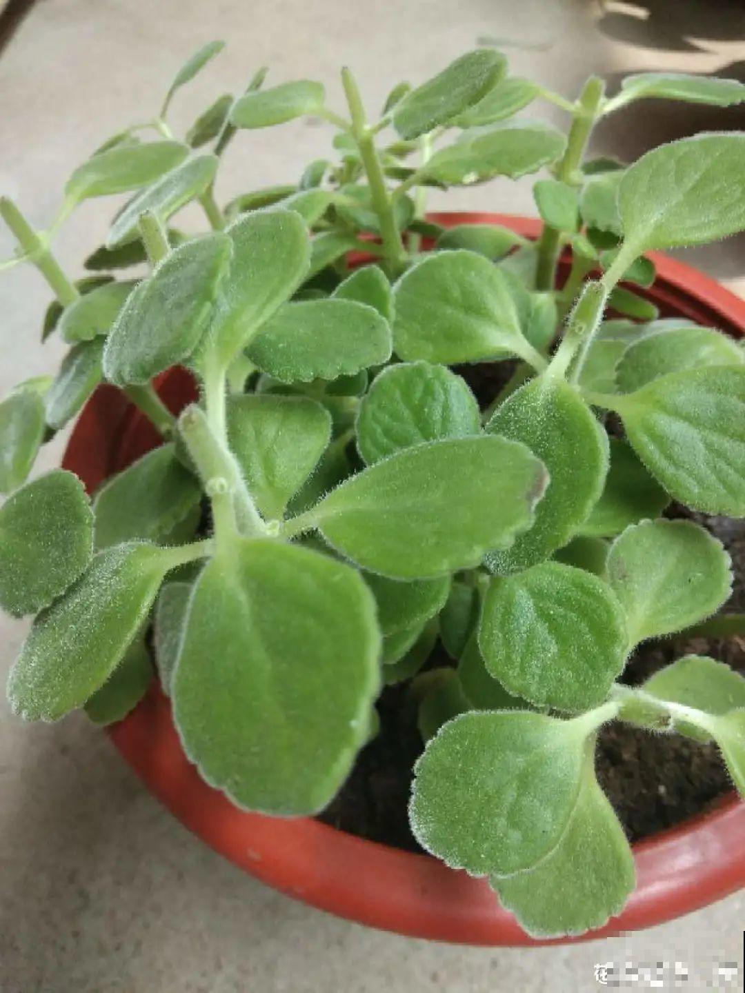 秋天在家养盆“香香花”，满屋子香味，还特耐寒