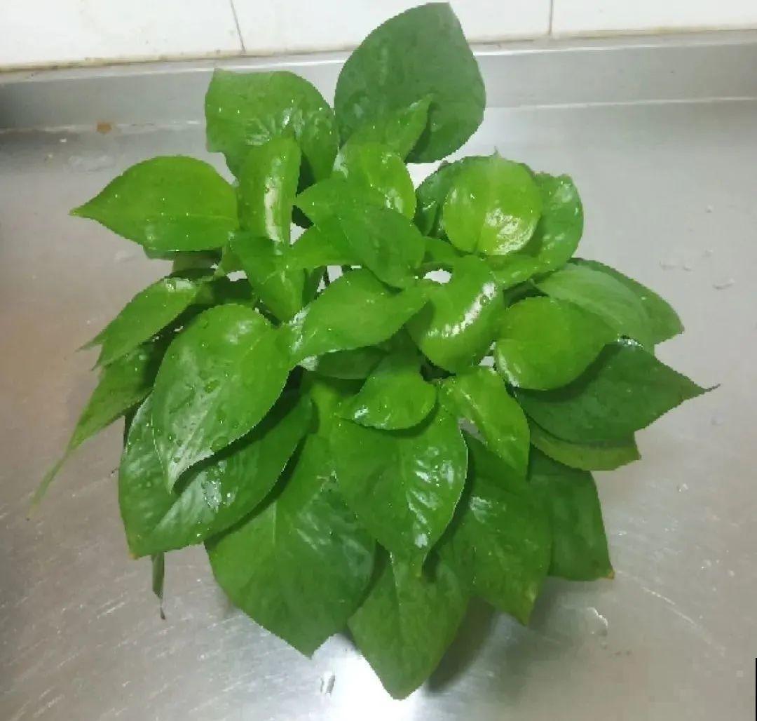 10种“怕晒花”，越晒死越快，半阴地儿反倒长得旺