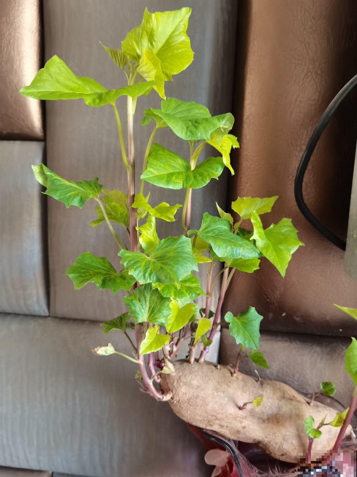 蔬菜头砍了别丢,好好养护,10天就能看到开花 蔬菜头砍了别丢,好好养护,10天就能看到开花