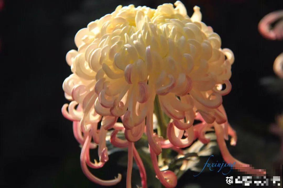 一盆菊花一万二，能开出七个颜色，真是少见