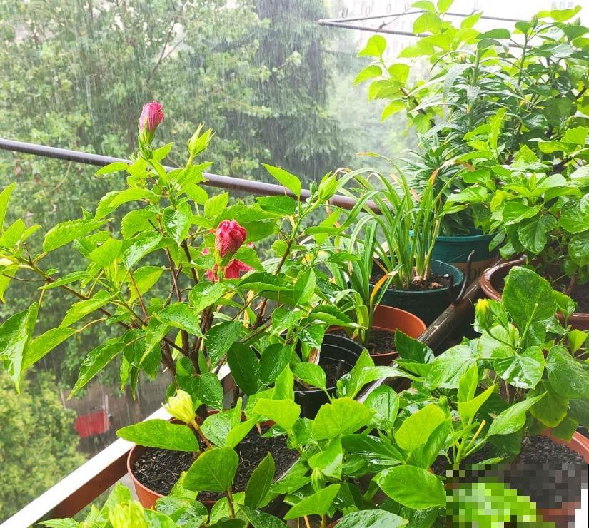 爱养花的男人,性格一定不会太差,找他准没错 爱养花的男人,性格一定不会太差,找他准没错