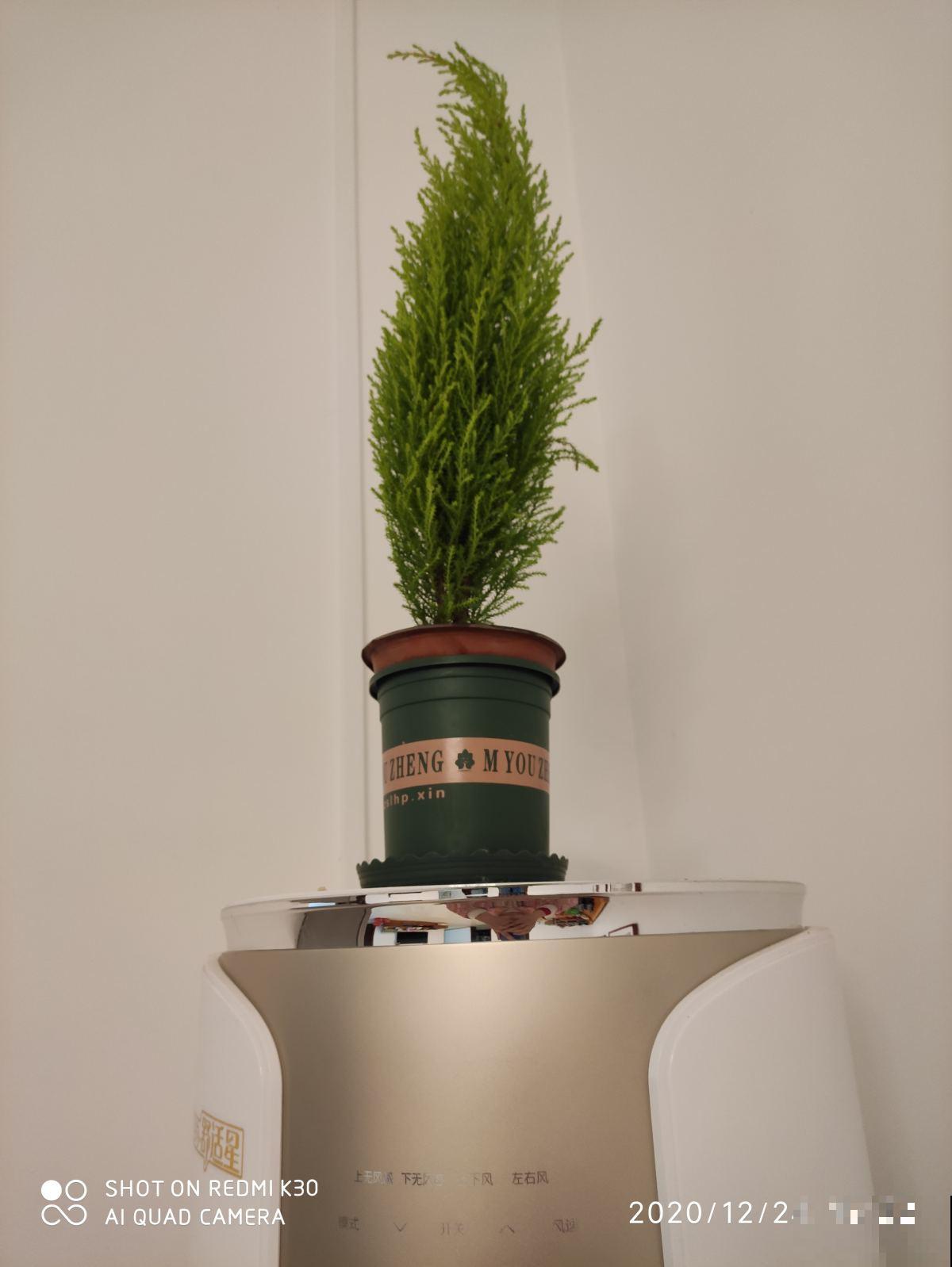 “植物杀手”最适合的植物,养一棵小香松放家里,干净又卫生 “植物杀手”最适合的植物,养一棵小香松放家里,干净又卫生