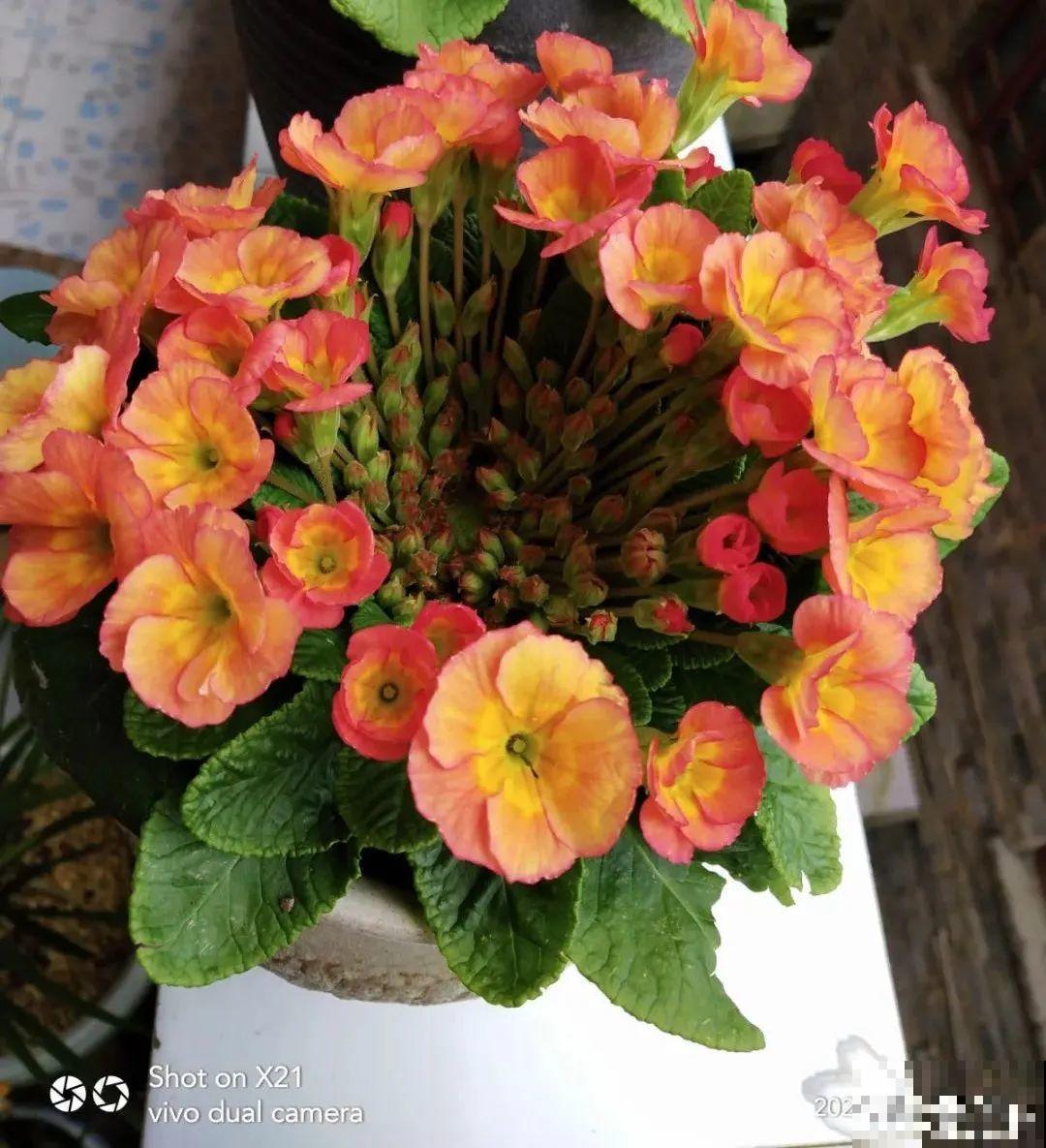 8种花，年年买，年年养死，今年可别当冤大头