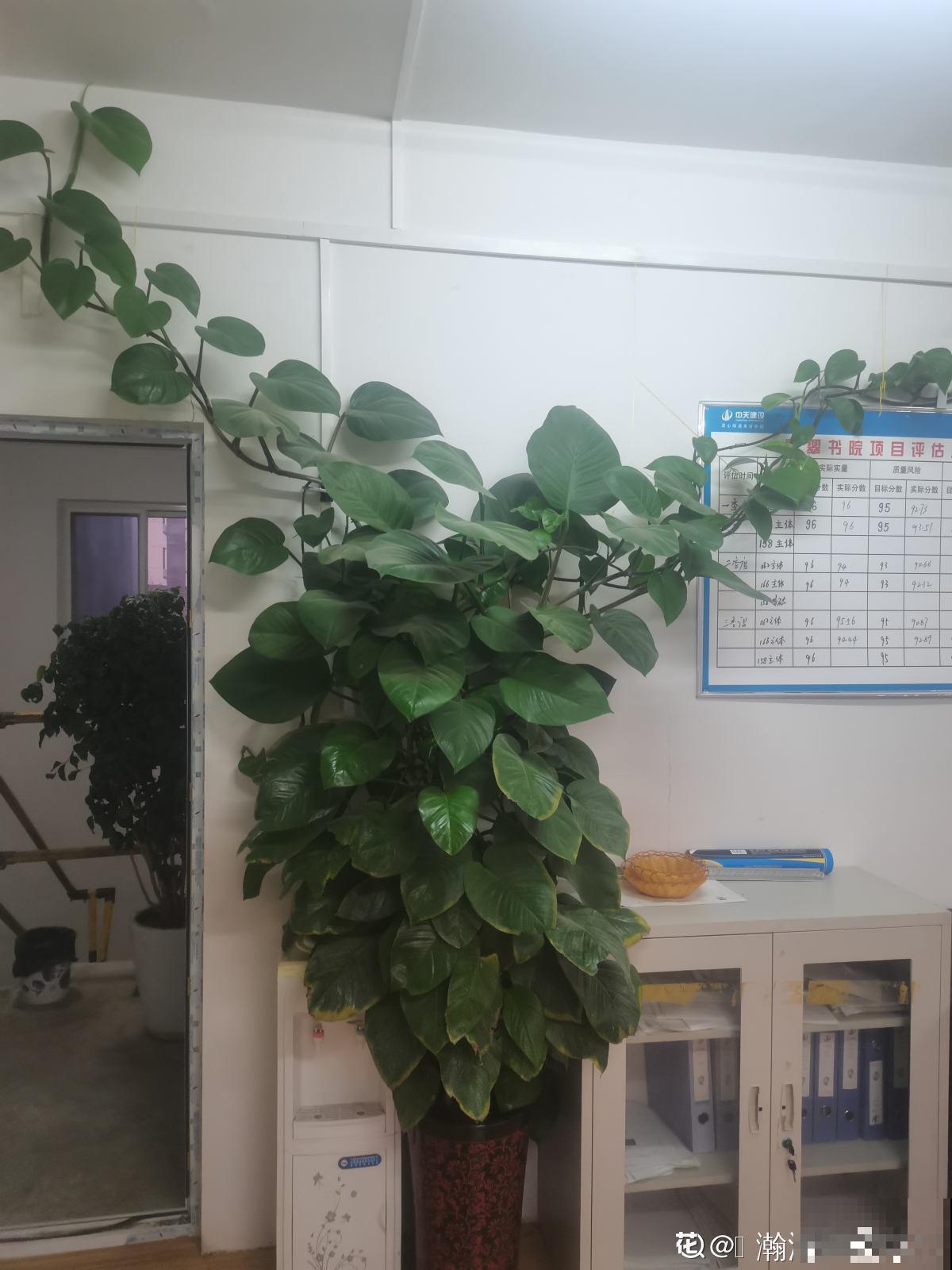 绿萝太“晦气”，老人清理掉，却被儿子吼了一顿，究竟谁错了