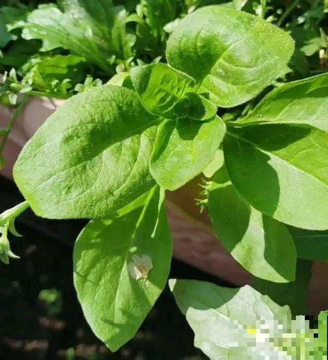 6种盆栽能吃,掐掉一节很快冒新芽,味道芳香营养丰富 6种盆栽能吃,掐掉一节很快冒新芽,味道芳香营养丰富