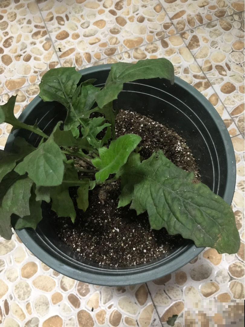 植物叶片出现窟窿，千万不能忽视，这是植物生病的前兆