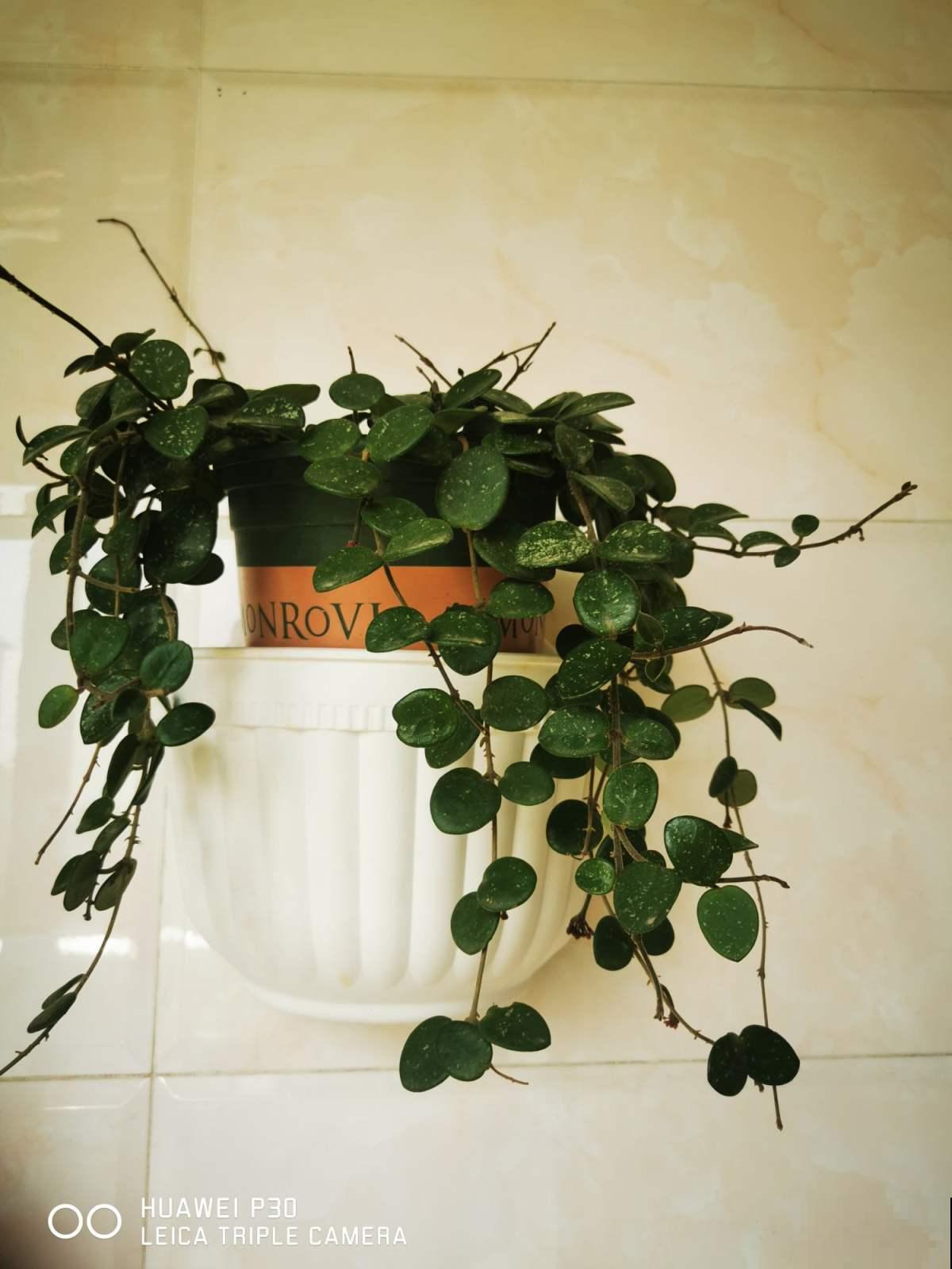 很耐阴的多肉,爱之蔓在秋天养,到底晒好还是不晒好 很耐阴的多肉,爱之蔓在秋天养,到底晒好还是不晒好