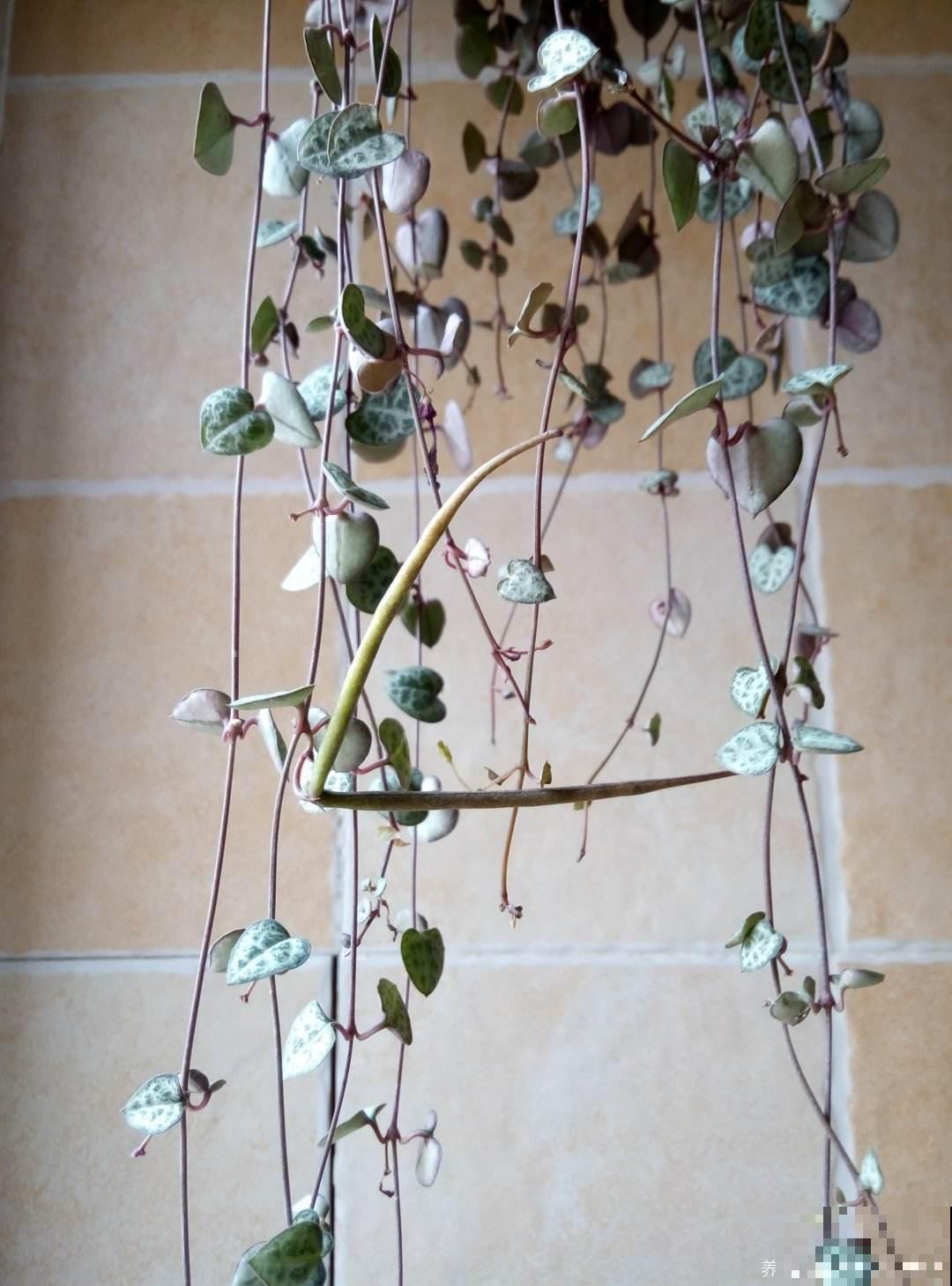 很耐阴的多肉,爱之蔓在秋天养,到底晒好还是不晒好 很耐阴的多肉,爱之蔓在秋天养,到底晒好还是不晒好