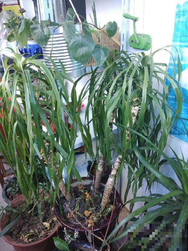 1种“懒人花”太省心，2个月不浇水，照样开出“大朵玫瑰花”