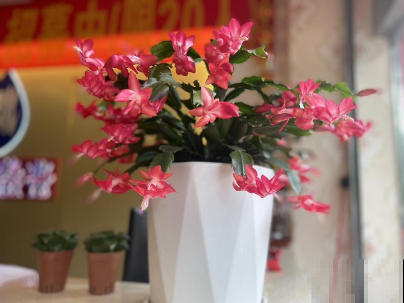 冬天养蟹爪兰只需记住2点,花骨朵能窜满枝头,满盆都开花 冬天养蟹爪兰只需记住2点,花骨朵能窜满枝头,满盆都开花