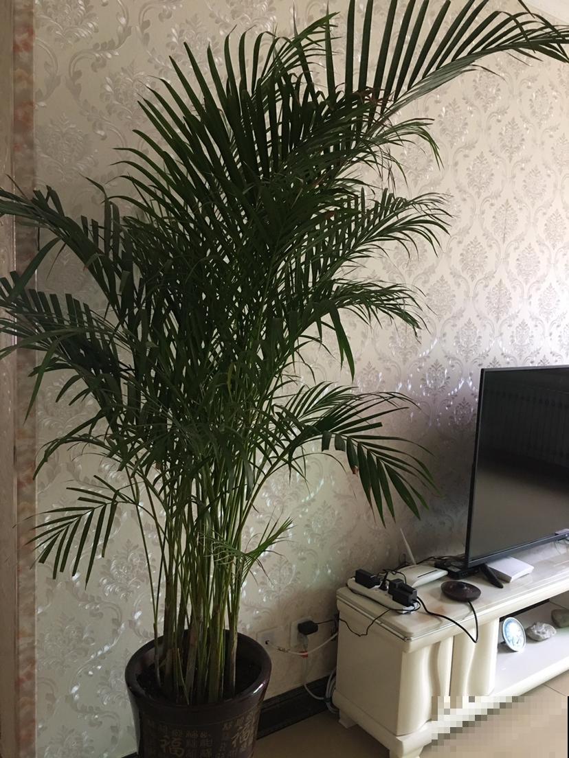 耐阴的15种植物，家里没光也能养，还能开花爆盆