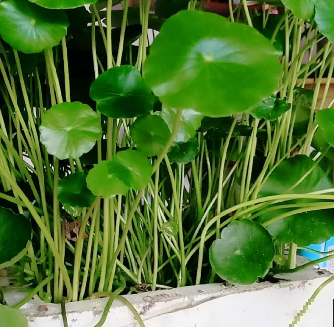 7种花现在剪一刀，剃个小平头，满盆冒新叶子