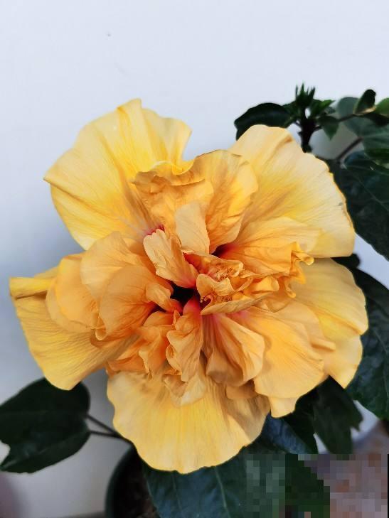 养花之后我变了,整天喜欢“捡垃圾”,还当成宝贝爱不释手 养花之后我变了,整天喜欢“捡垃圾”,还当成宝贝爱不释手